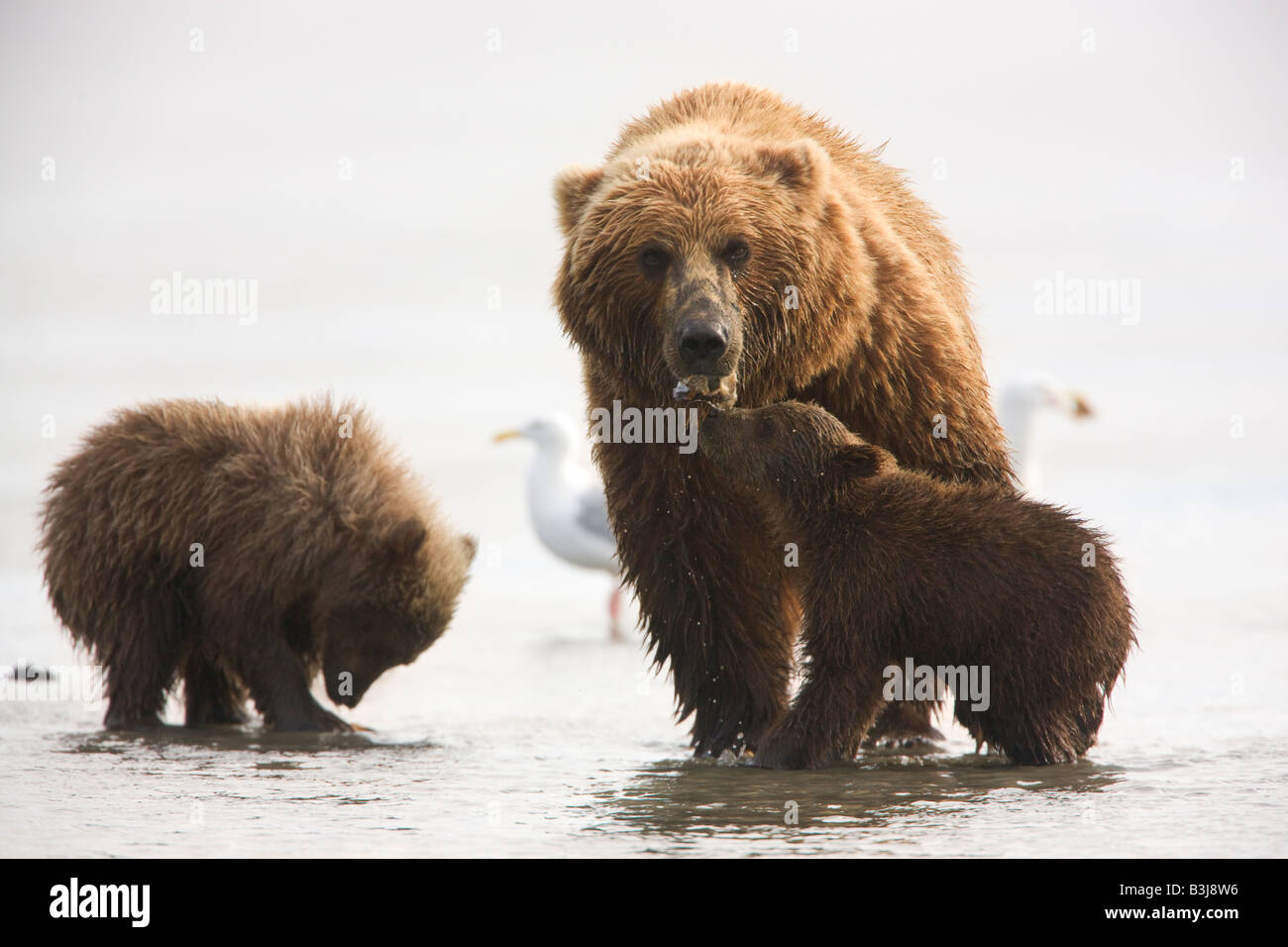 A Grizzly Bear sow with cubs Lake Clark National Park Alaska Stock Photo