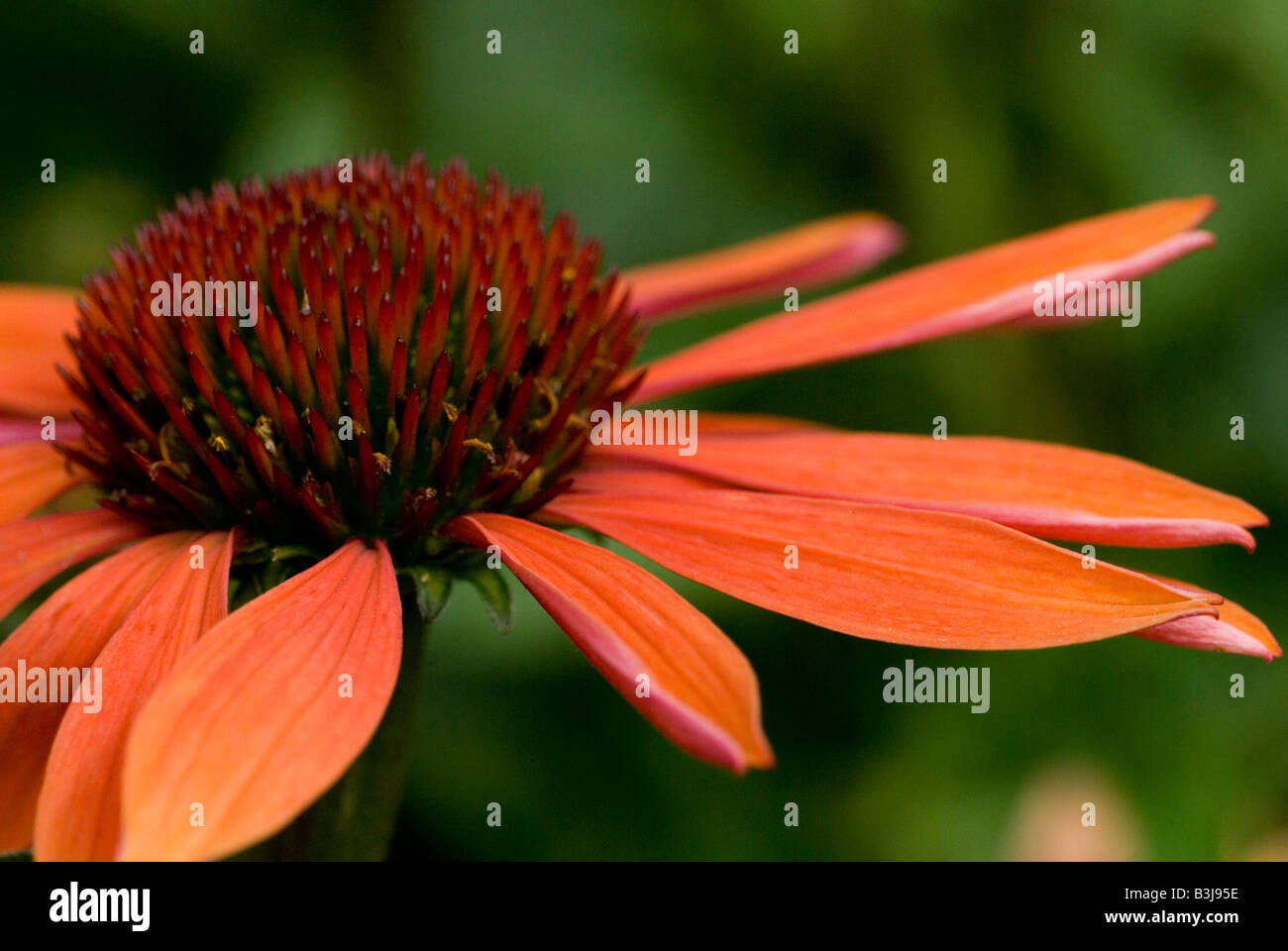 Echinacea angustifolia dc hires stock photography and images Alamy