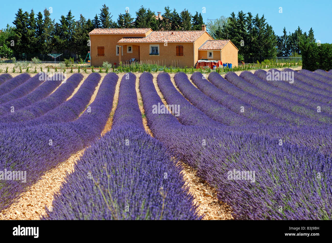 Lavender field, Plateau de Valensole, Provence, France Stock Photo