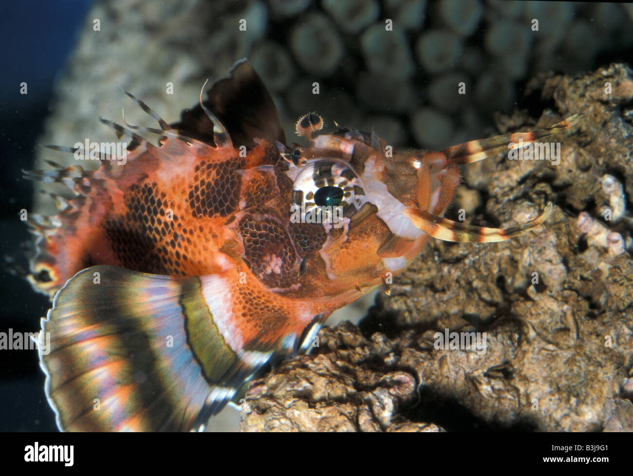 Ocellated Lionfish, Dendrochirus biocellatus, Scorpenidae Stock Photo