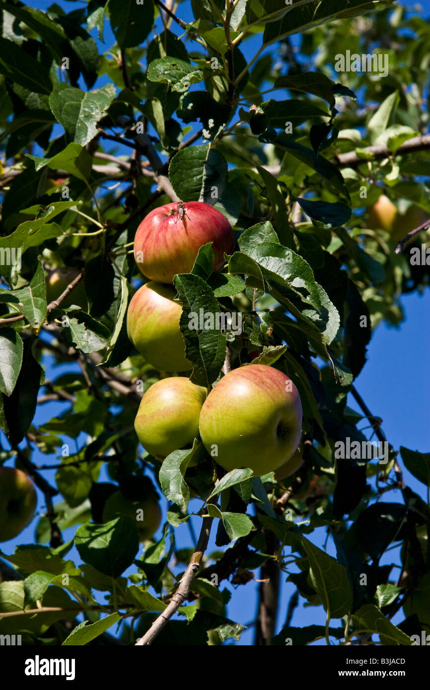 Green hung tied hires stock photography and images Alamy