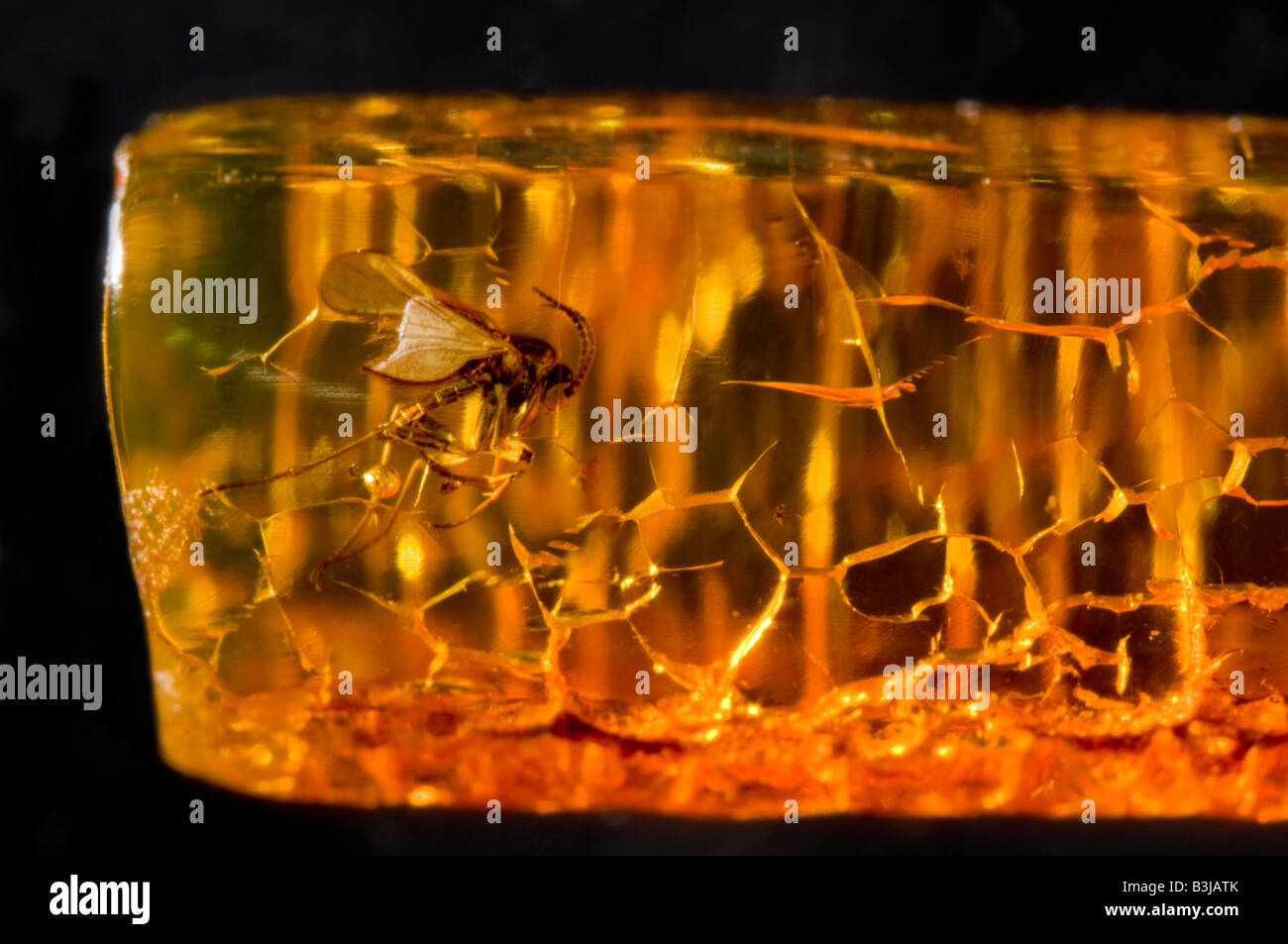 Prehistoric fly in Lithuanian Baltic Amber Stock Photo