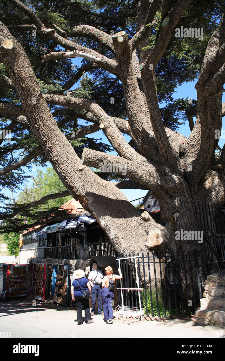 Tourists admore one of the oldest Cedar Trees in Lebanon more than 1