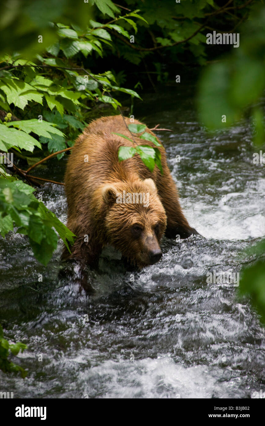 A Brown or Grizzly Bear Chugach National Forest near Seward Alaska Stock Photo