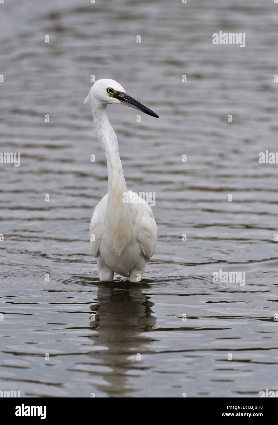 Little Egret (Egretta garzetta) fishing in salt marsh creek.. Stock Photo