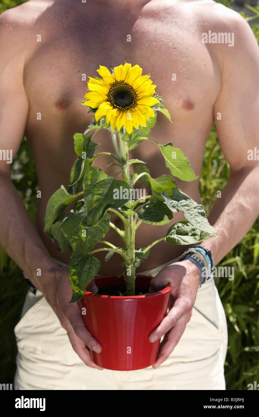 Sonnenblume Sunflower Stock Photo