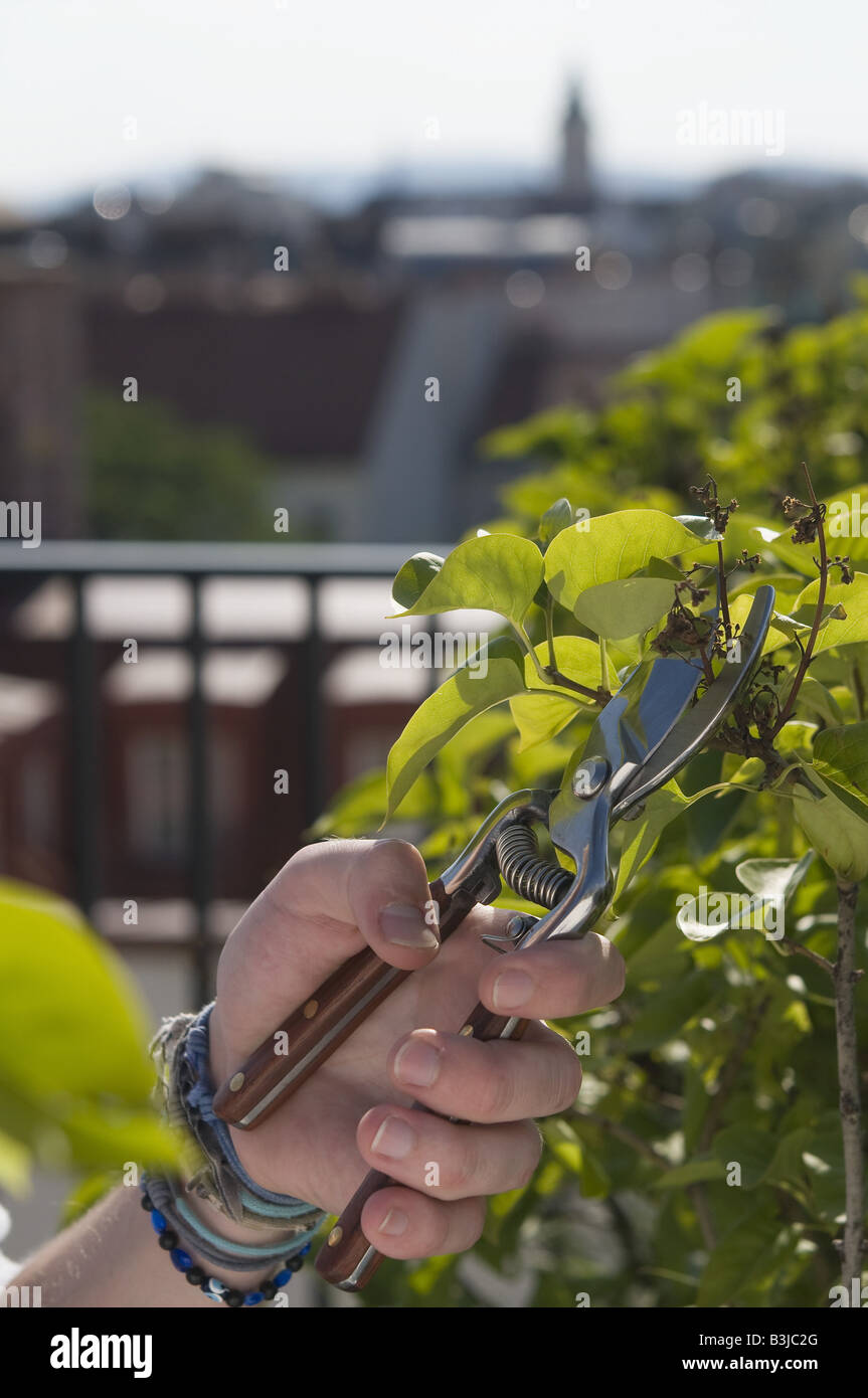 Flieder Zuruckschneiden Trimming A Bush Stock Photo 19458952 Alamy