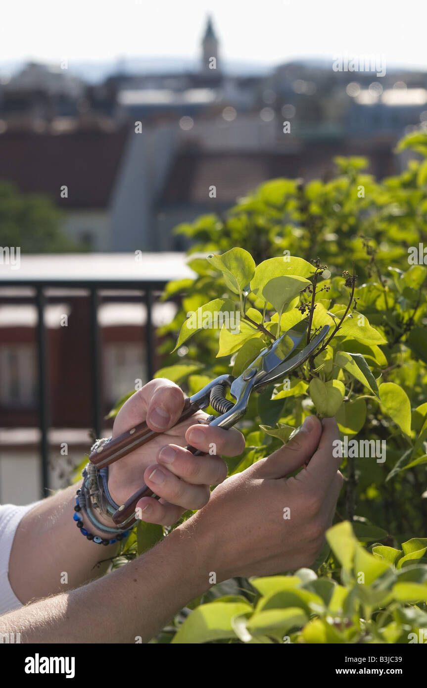 Flieder Zurückschneiden Trimming a Bush Stock Photo