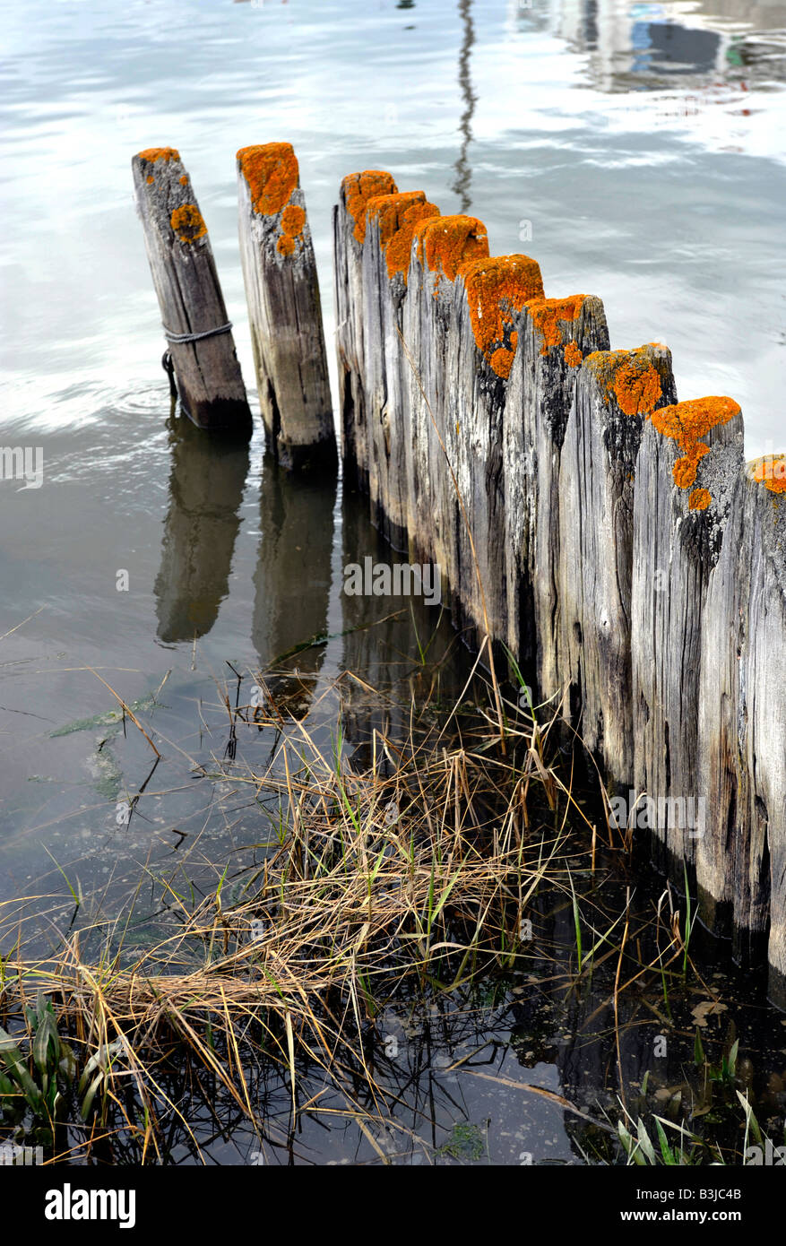 wooden posts in water Stock Photo Alamy