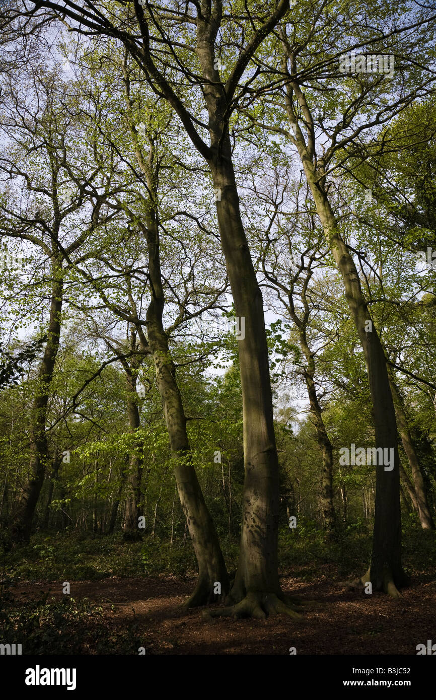 Beech trees in The Pinewoods (Woodland Trust), Woodhall Spa, Lincolnshire, England Stock Photo