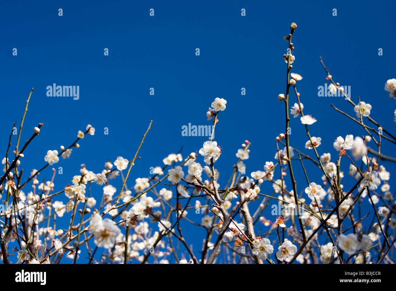 Plum blossom flowers in the Japanese city of Kamakura. Stock Photo
