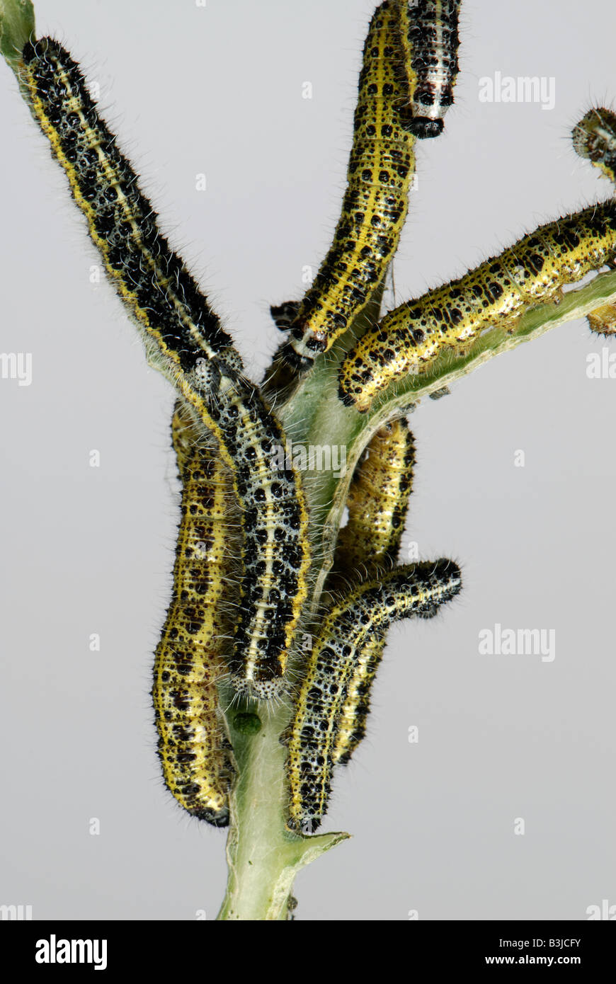 Caterpillars of a large white butterfly Pieris brassicae on congregating on stripped cabbage stem Stock Photo