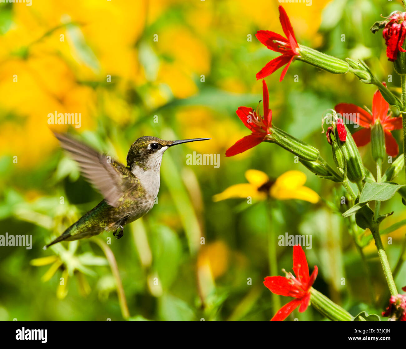 A ruby throated hummingbird feeds from Royal catchfly (silene regia) plant. Stock Photo
