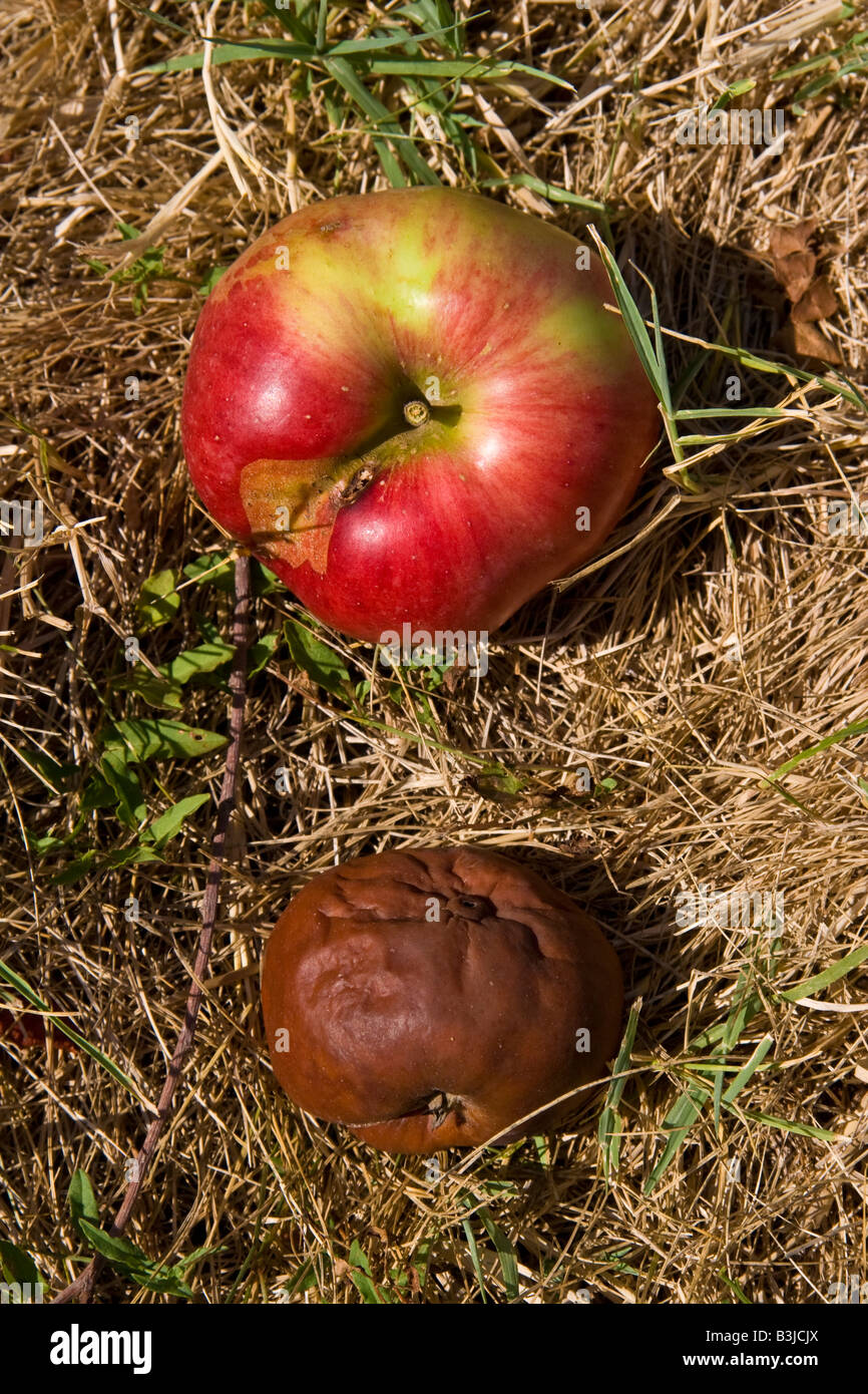 garden apples ripe, mature time, season August september october to fall, to fall down, to drop, to come down to pick up to gath Stock Photo