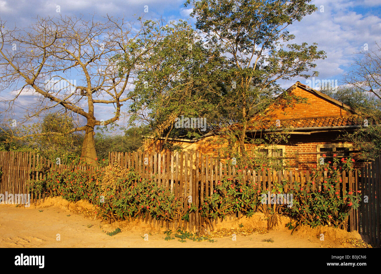 Farm house and garden with bottle tree in Filadelfia Stock Photo