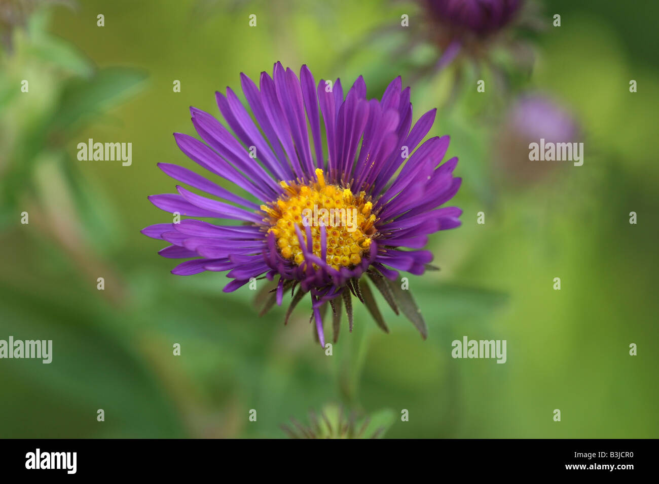 New England Aster in bloom Stock Photo