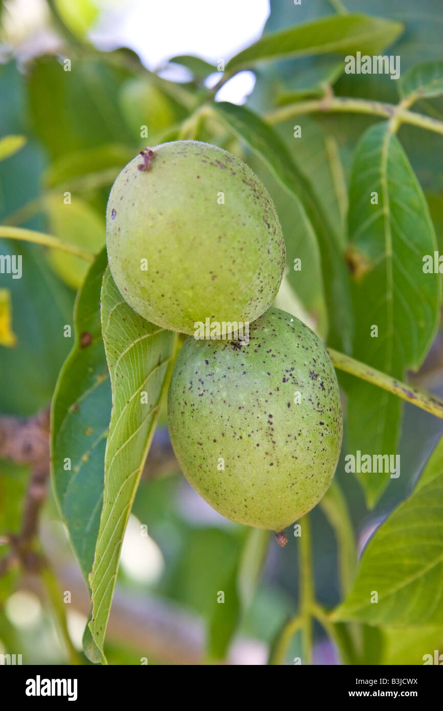 biological, biologic walnut, walnut tree tree branch green brown wood leaf leaves to pick up to gather, to pick up August Stock Photo