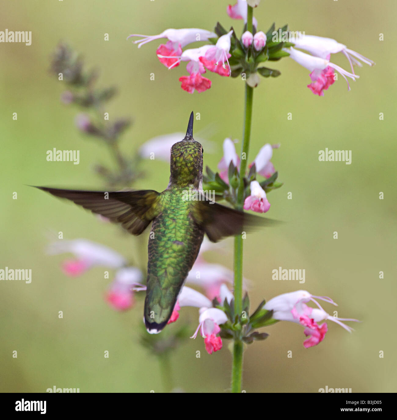 A Ruby-Throated Hummingbird hovers up to a row of Coral Nymph blooms for a drink. Stock Photo