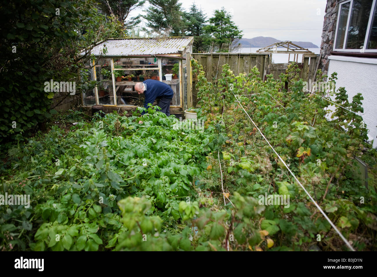Crofter Angus McHattie bends over to tend an overgrown family garden in