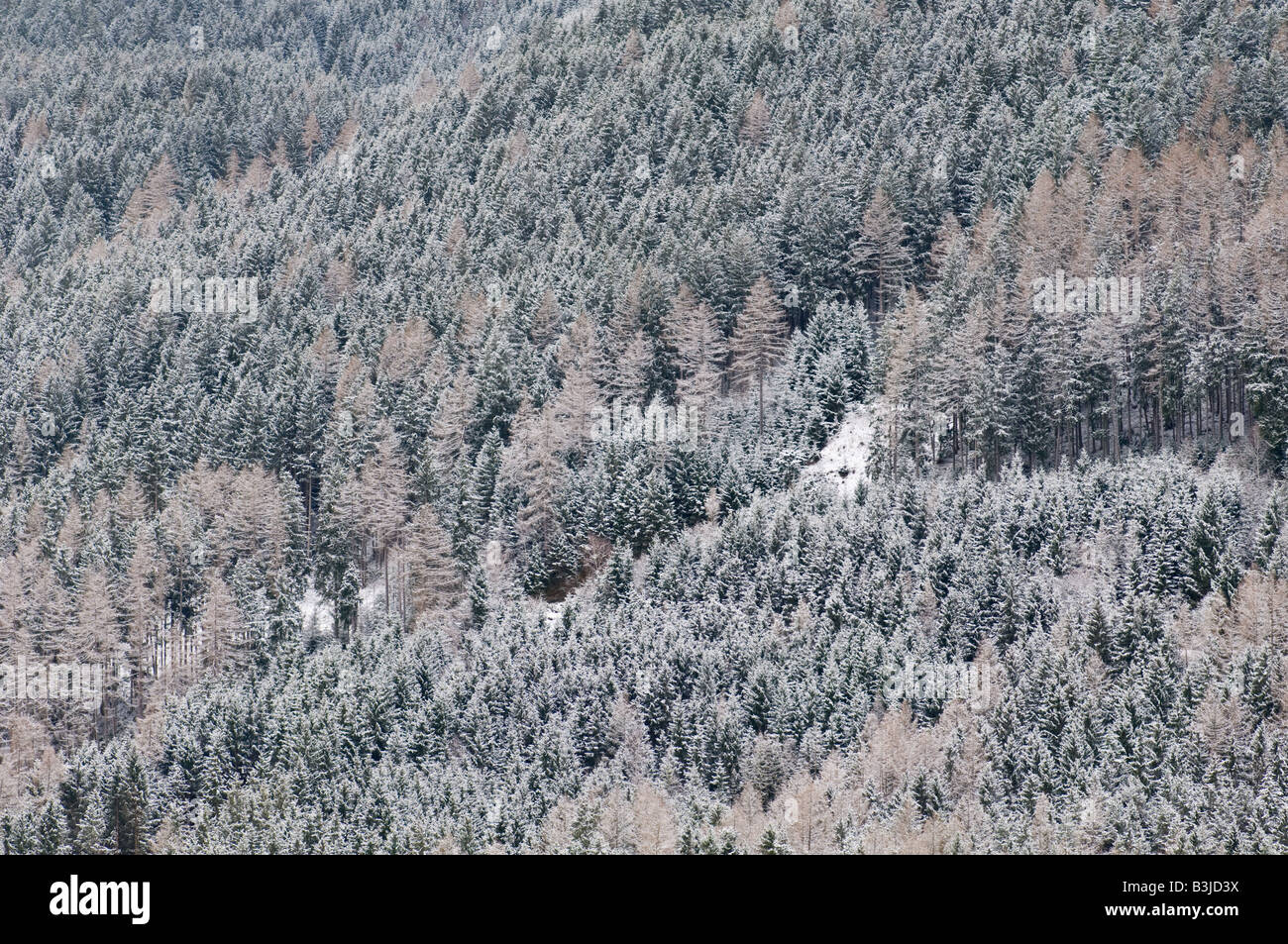 Mountain trees from Austria. Stock Photo