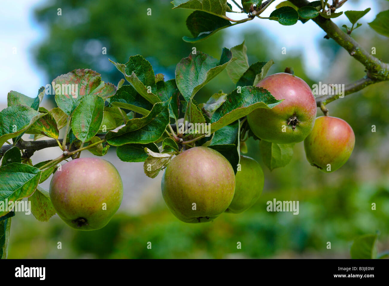 Apples growing in an English orchard. The variety is Winter Pearmain, an old English cultivar Stock Photo