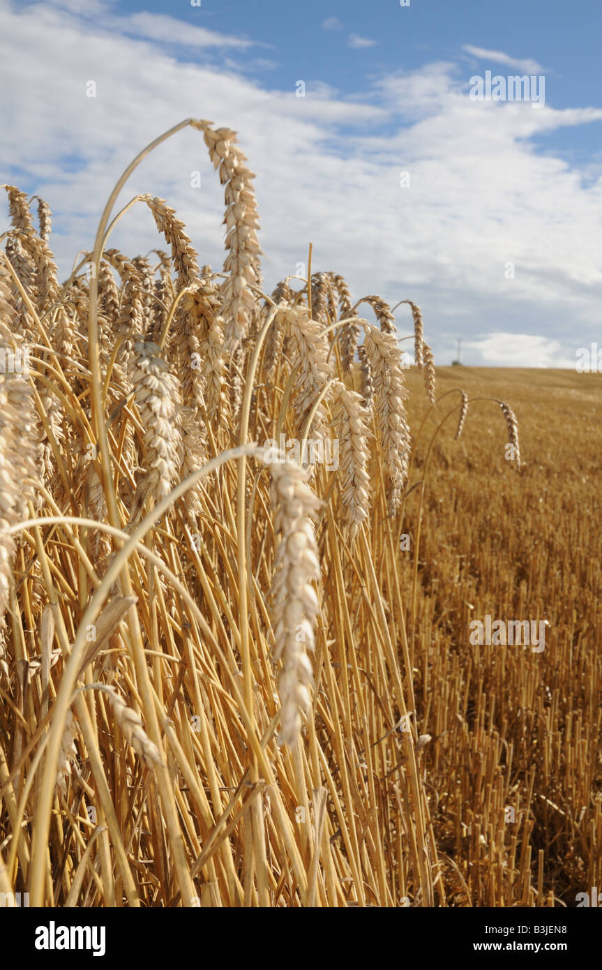 Standing wheat ears on a corn field with one half already harvested Stock Photo