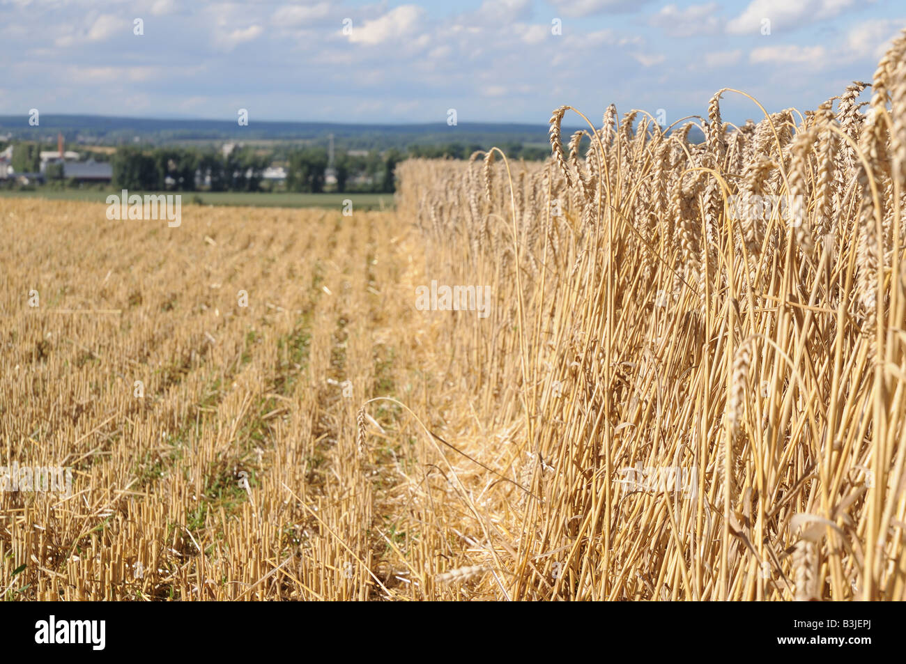 Standing wheat ears on a corn field with one half already harvested. On the horizon green cultivated landscape. Stock Photo
