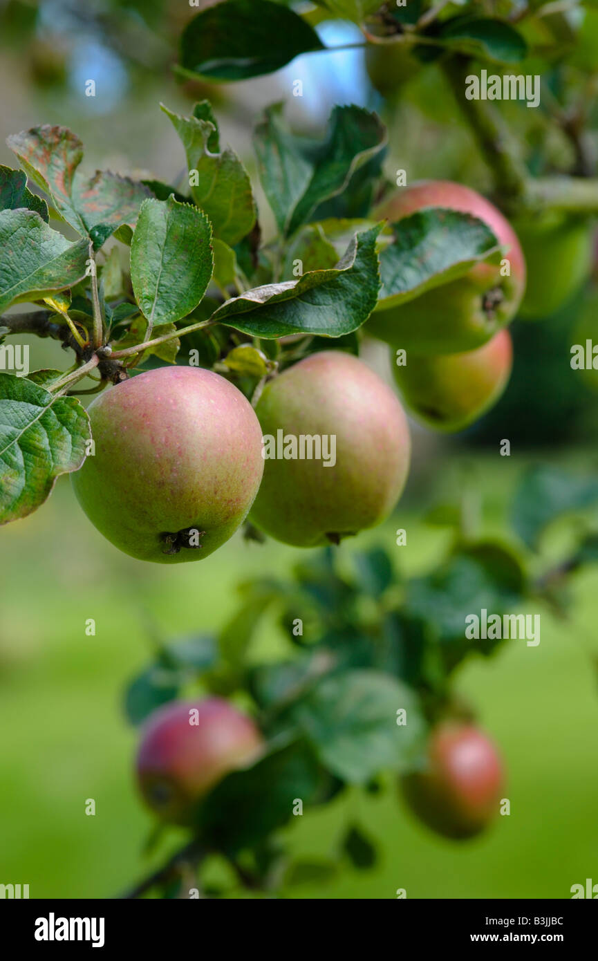 Apples growing in an English orchard. The variety is Winter Pearmain, an old English cultivar Stock Photo