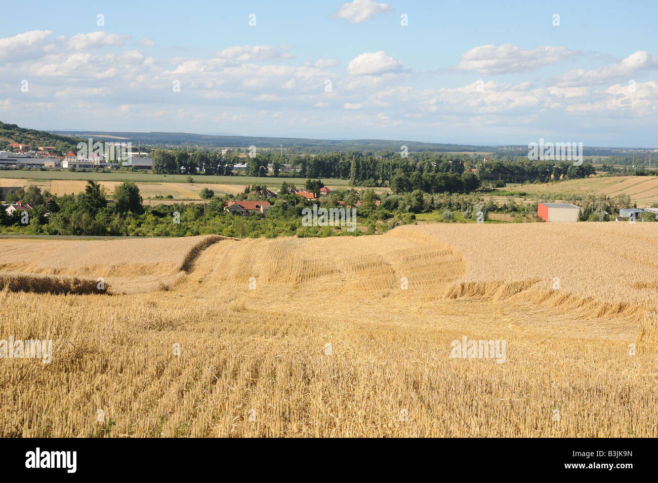 Half harvested wheat corn field with lodged areas. On the horizon green cultivated landscape. Stock Photo