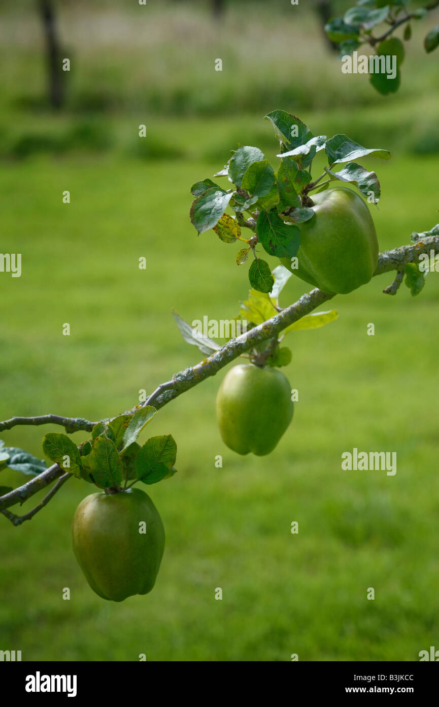 Apples growing in an English orchard. The variety is Cat's Head, an old English cultivar Stock Photo