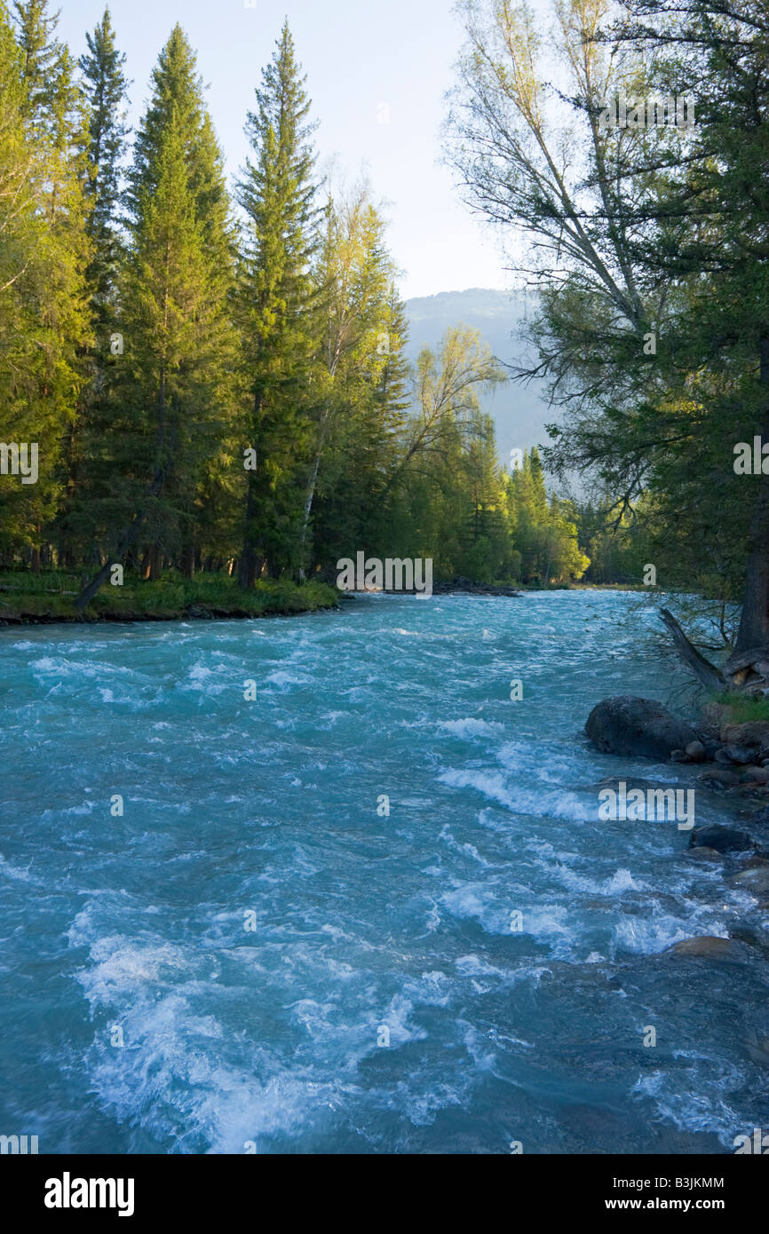 Wide mountain rapid river in forest, Altai, Russia Stock Photo