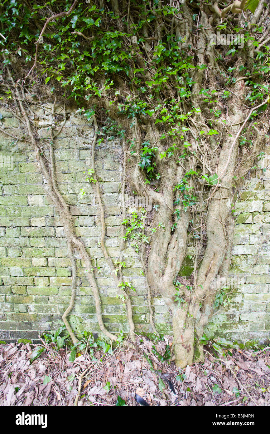 Ivy and roots climbing a brick wall Stock Photo Alamy