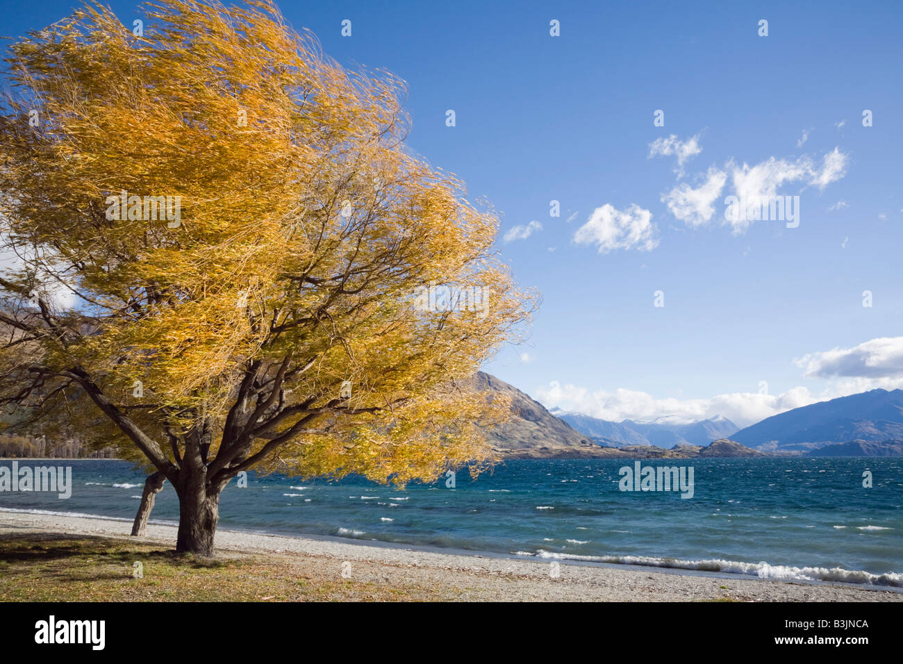 Tree on lakeside path at southern end of Lake Wanaka in autumn in Wanaka Otago South Island New Zealand Stock Photo