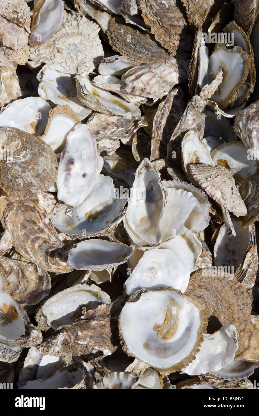 Oysters shell shells hires stock photography and images Alamy