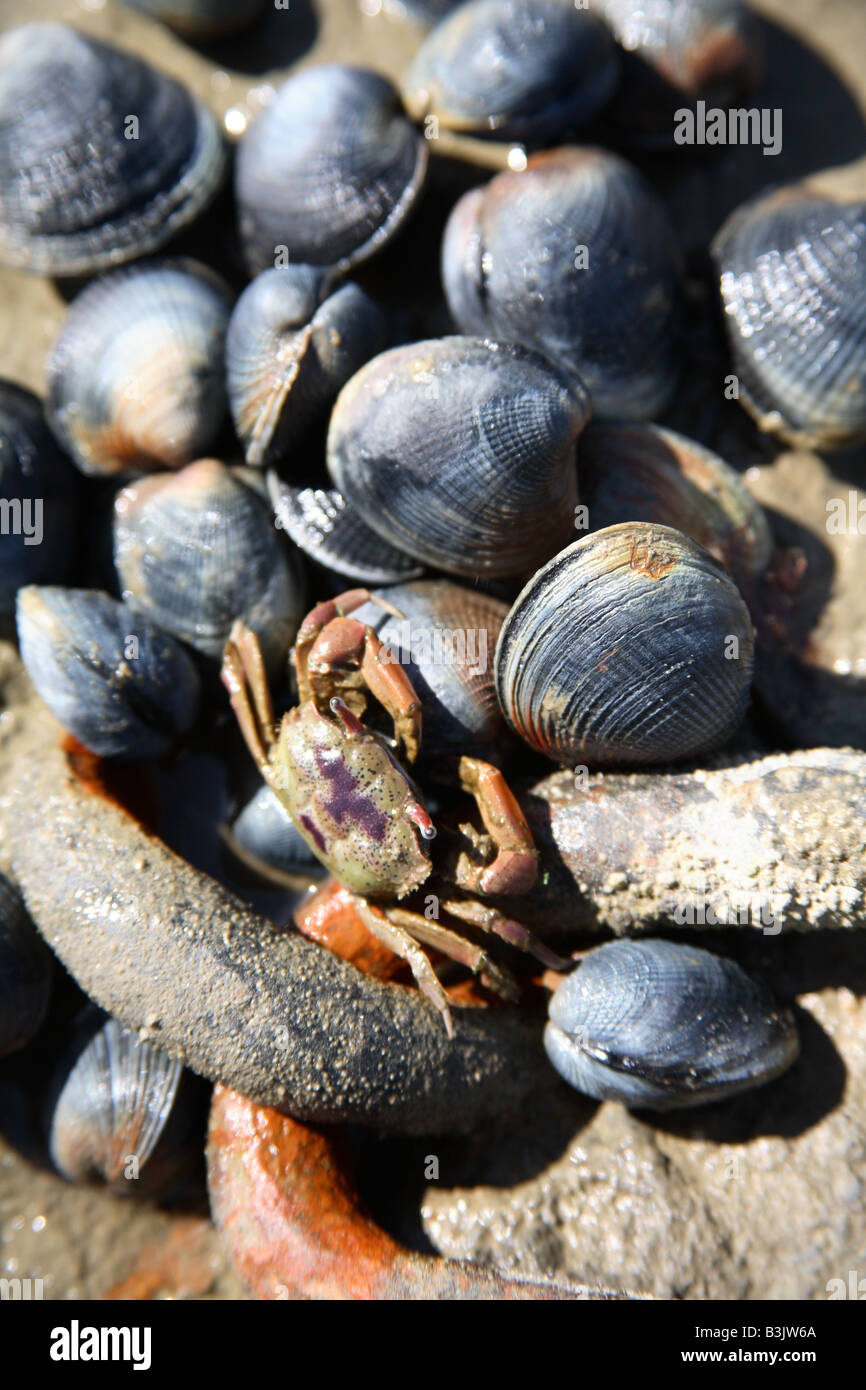 clams and crab Stock Photo Alamy
