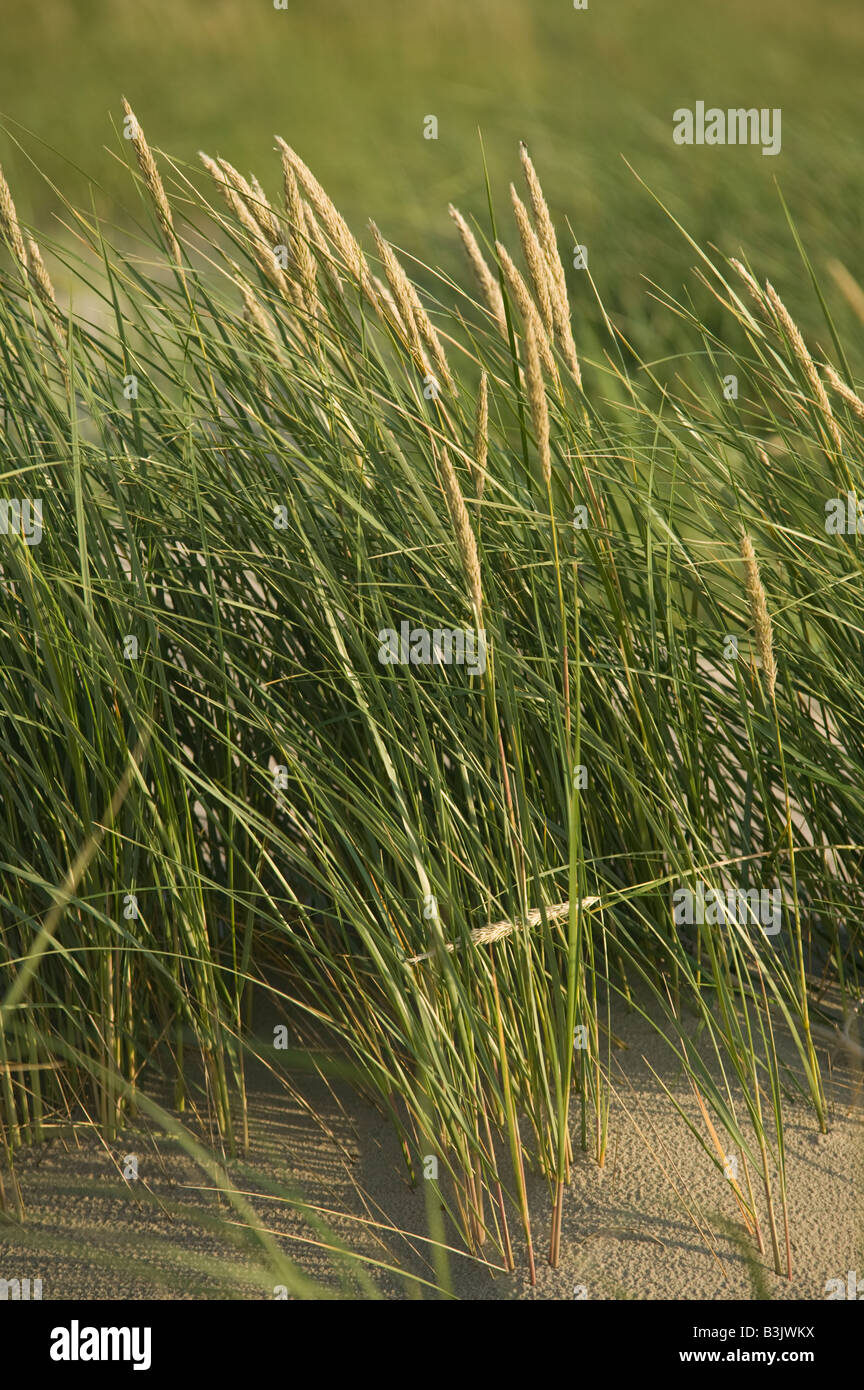 Maram grass on Baltic coast dunes near Nida in the Curonian Spit National Park Lithuania Stock Photo