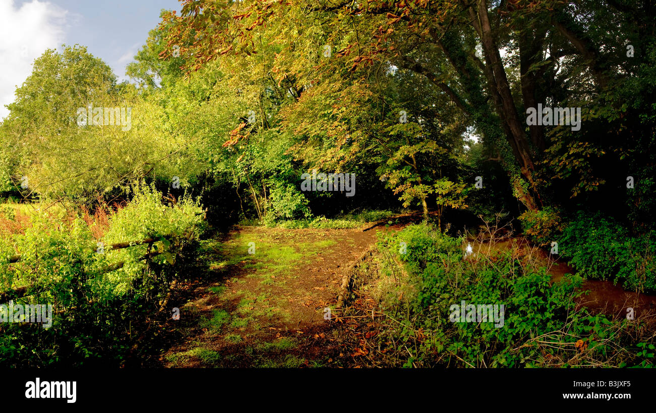 The banks of a river with bushes and trees Stock Photo - Alamy