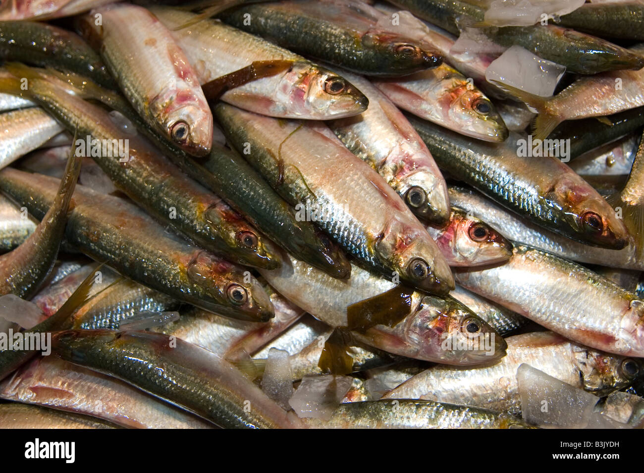 pilchard at fish markets Stock Photo