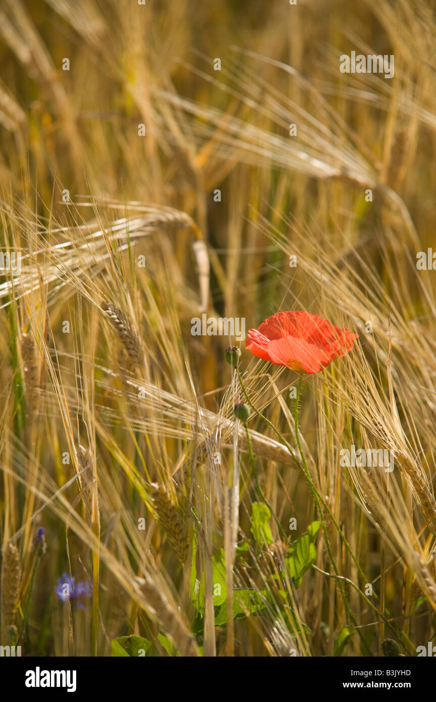 A poppy in a field of barley nr Panevezys Lithuania Stock Photo