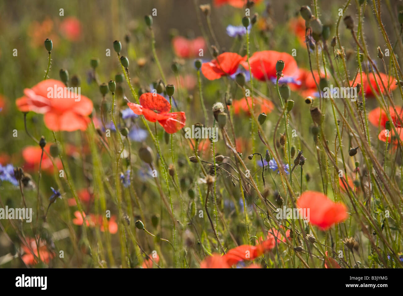 Poppies in a field of barley nr Panevezys Lithuania Stock Photo