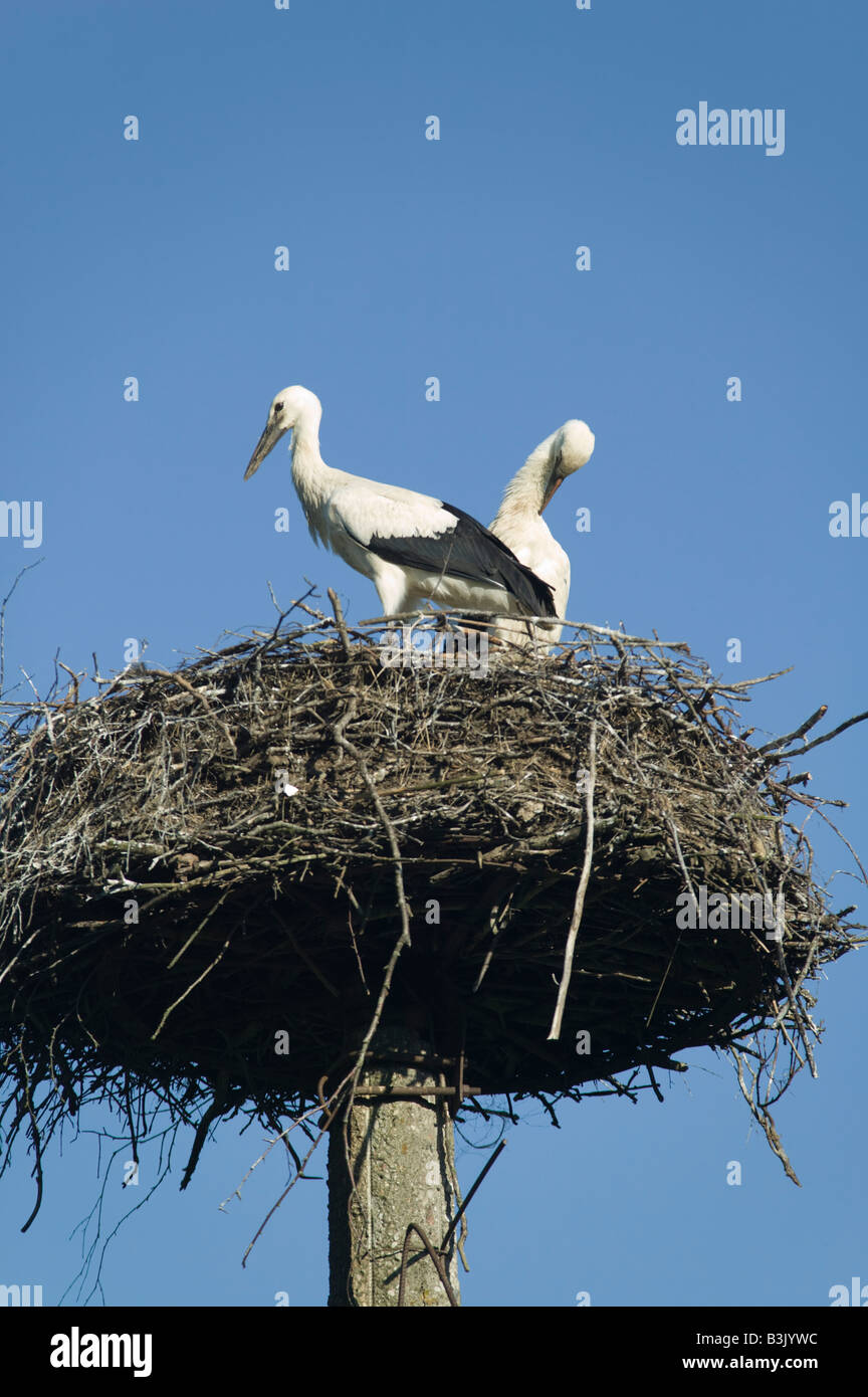 Storks on their nest at the top of a specially built pole near Plateliai in Zemaitija National Park Lithuania Stock Photo