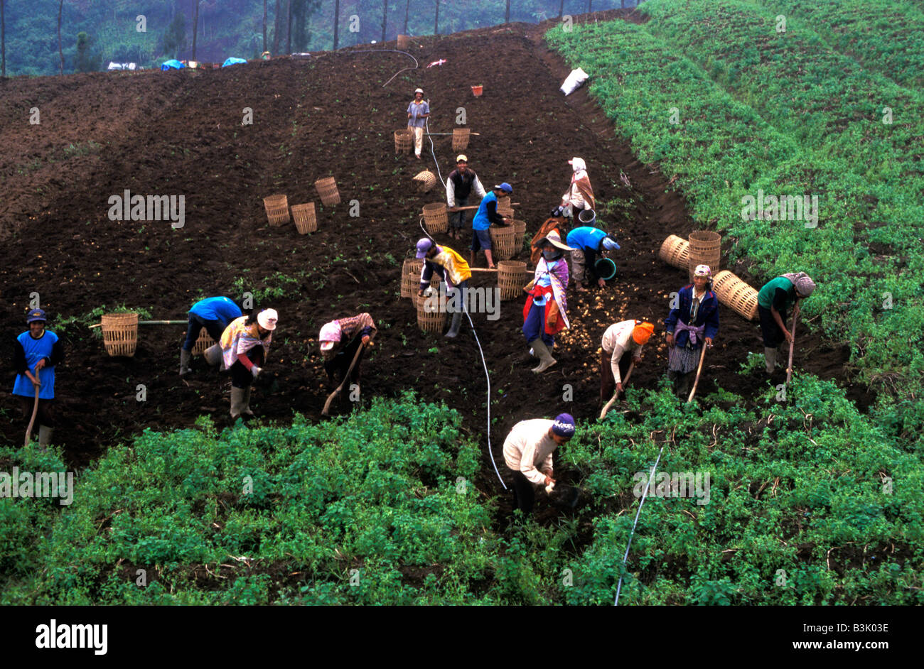 tenggerese farm near mount bromo java indonesia Stock Photo