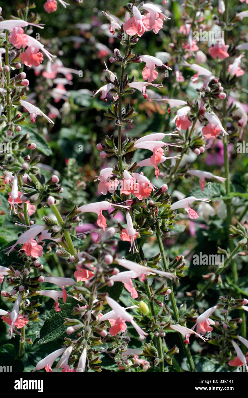 SALVIA COCCINEA CORAL NYMPH NYMPH SERIES Stock Photo