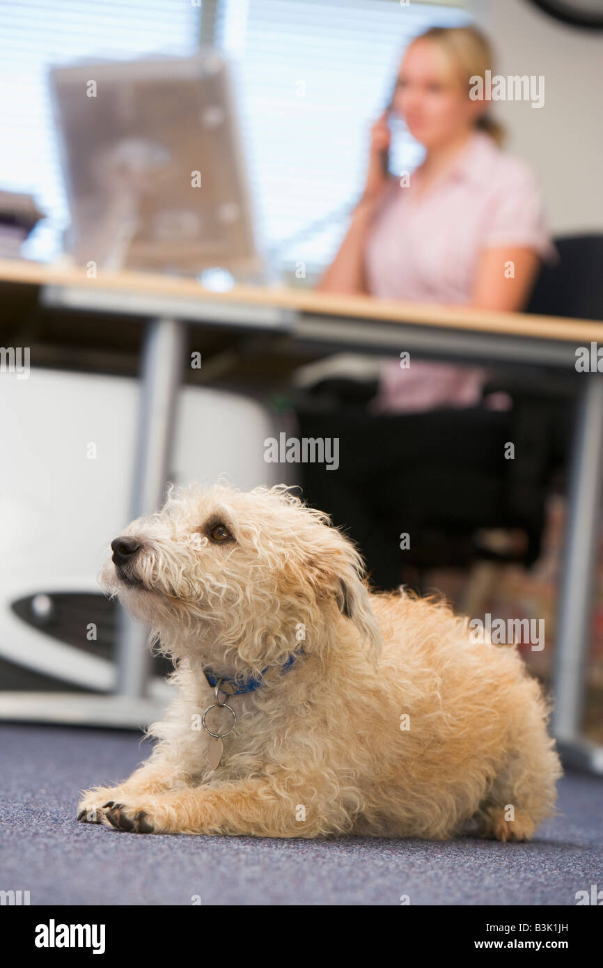 Dog lying in home office with woman in background Stock Photo