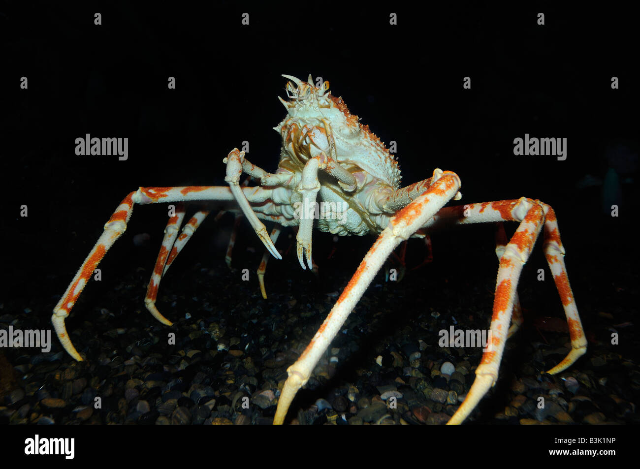 Japanese spider crab Macrocheira kaempferi captive Stock Photo