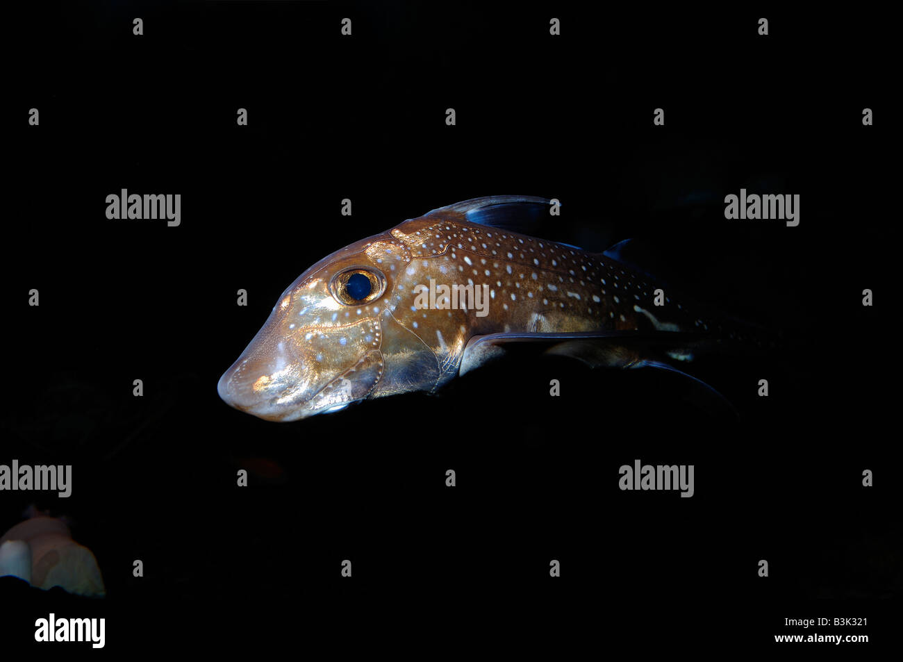 Hydrolagus hi-res stock photography and images - Alamy