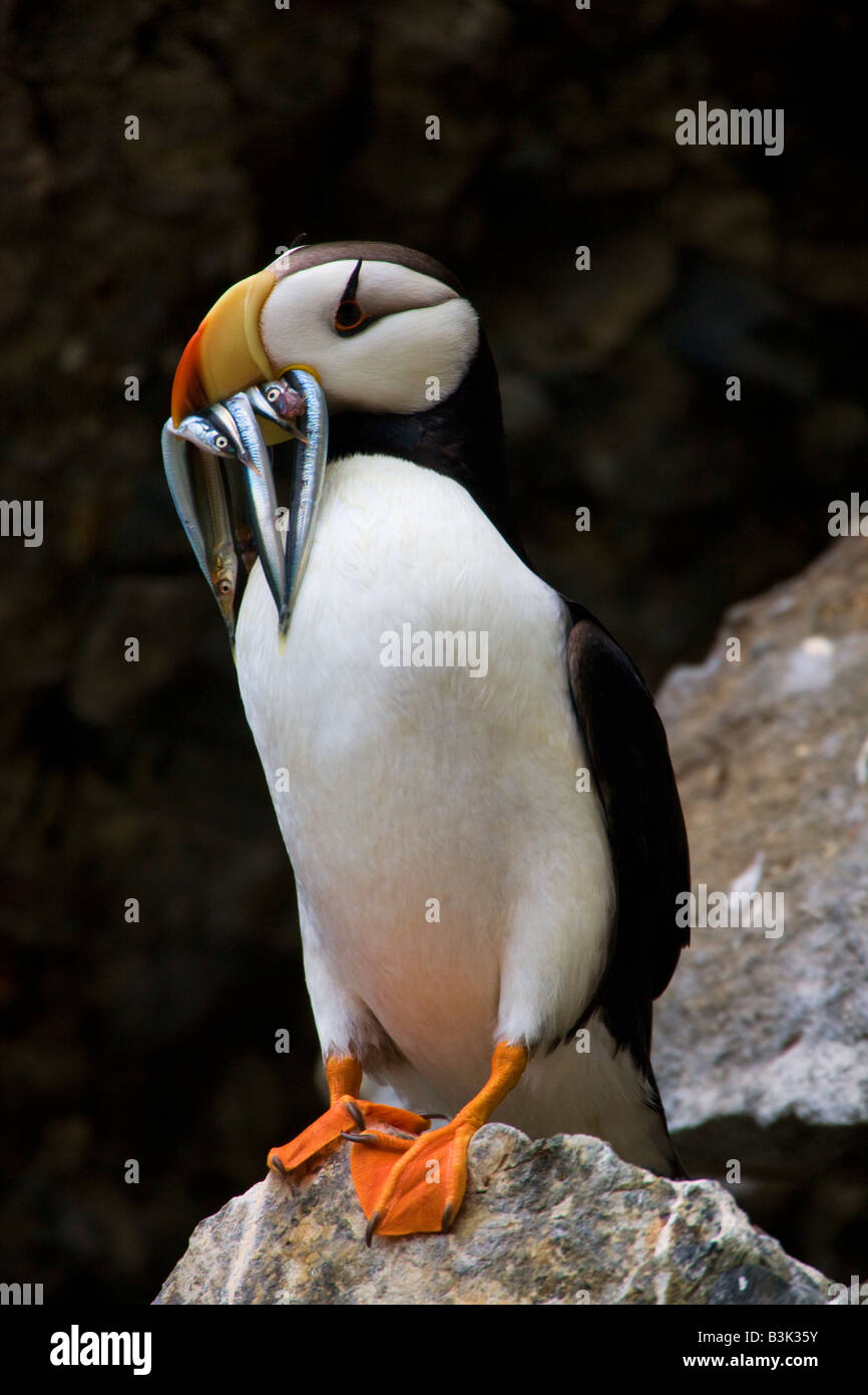 Horned Puffin  Saint Louis Zoo