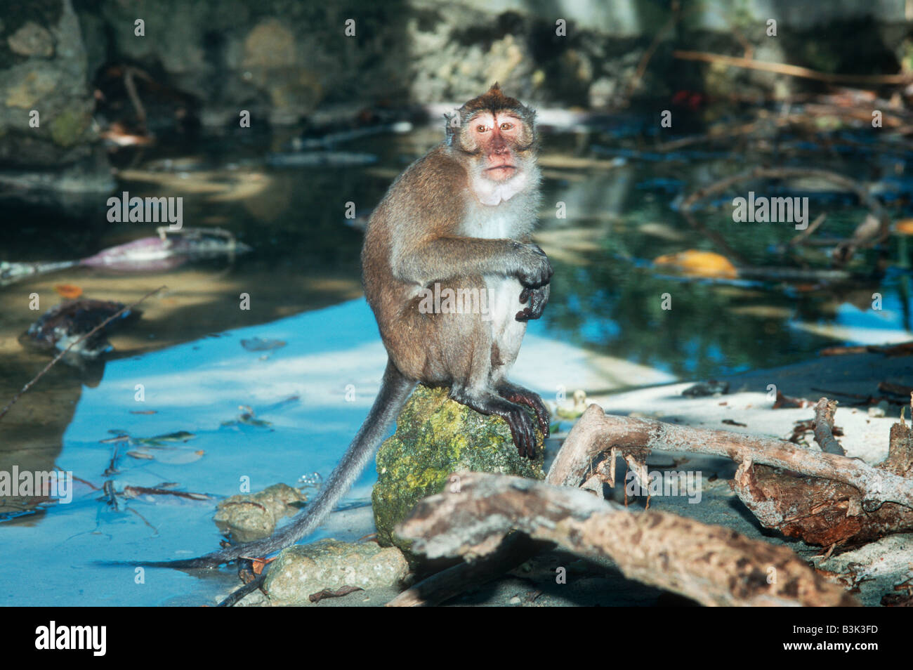 Crab eating macaque Macaca fascicularis Java Indonesia Stock Photo Alamy