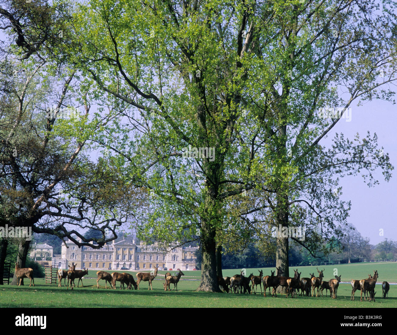 Woburn Park Abbey and Herd of Deer Bedfordshire English stately home parkland England UK Stock Photo