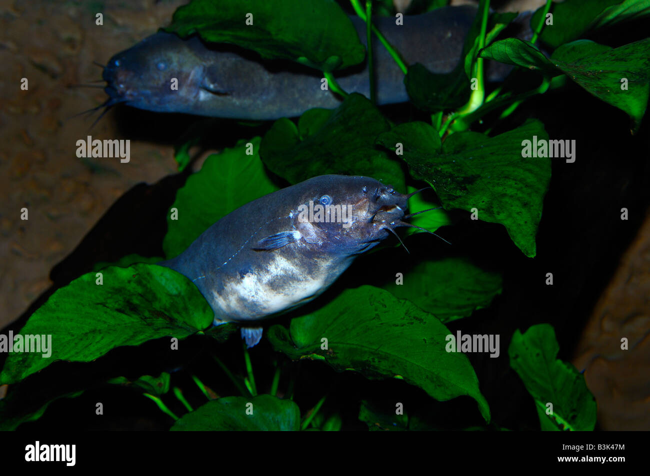 Electric catfish Malapterurus electricus captive Stock Photo